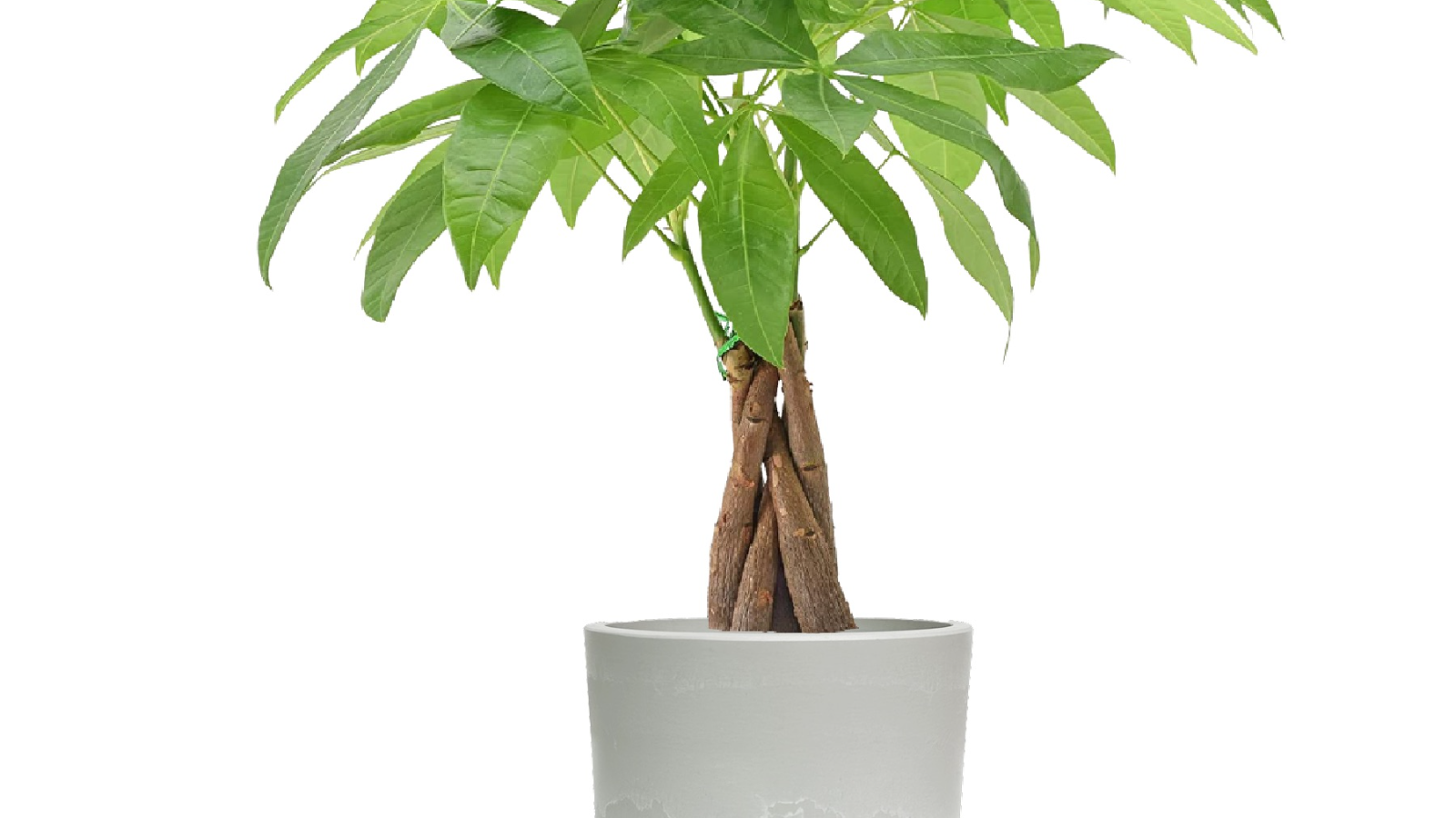 Desk Plants Money Tree in Large Gray Mason Pot