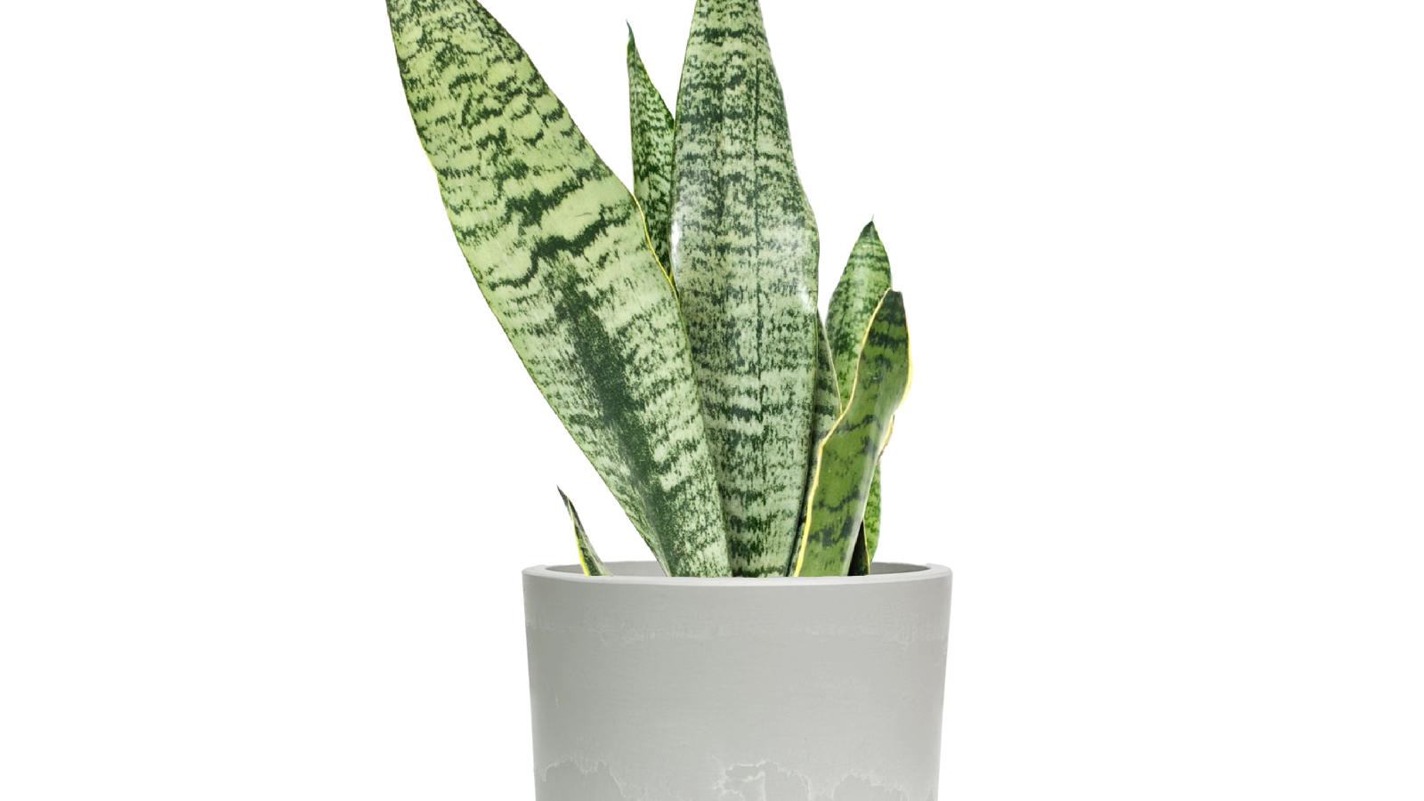 Desk Plants Snake Plant in Large Gray Mason Pot